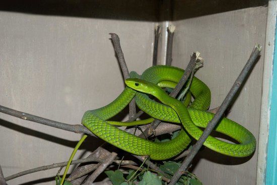 Schlangenfarm Bio-Ken