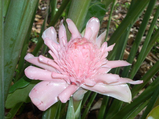 Botanischer Garten Finca Los Monos