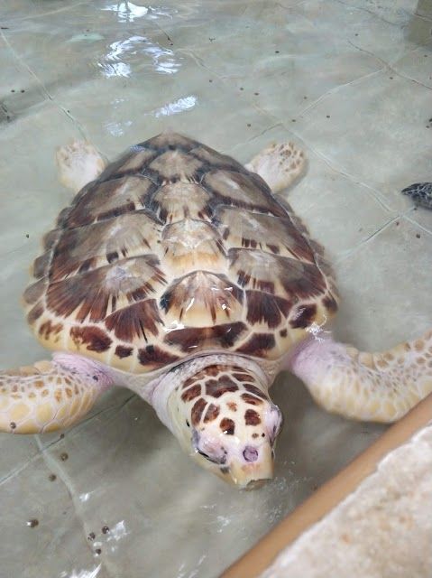 Schildkrötenaufzuchtstation Tortugranja