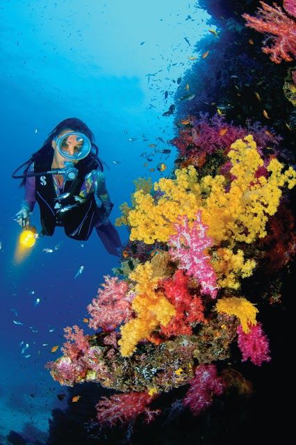 Sea Bees Diving Phuket