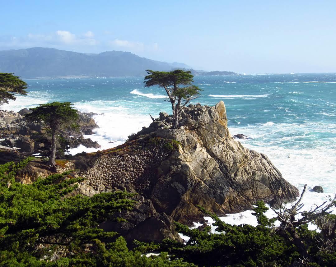Lone Cypress
