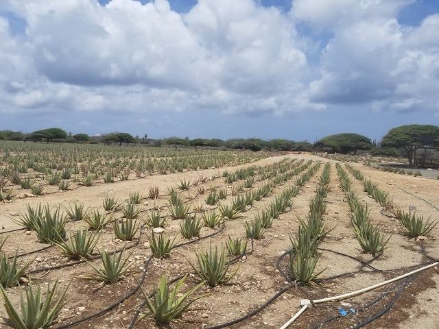 Aloe Museum