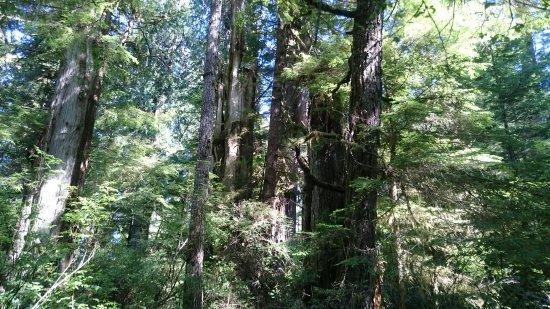 Big Tree Trail