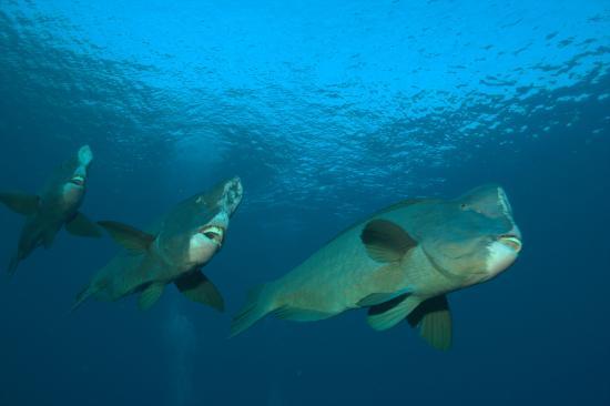 Bambu Divers