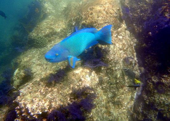 Los Cabos Deep Blue