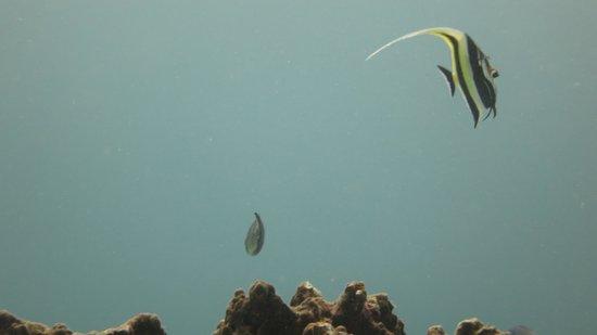 Denla SCUBA