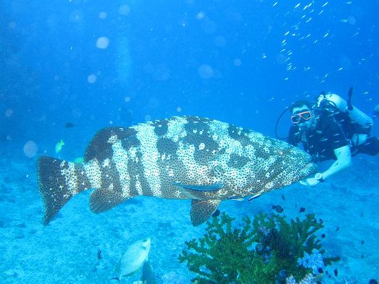 Eden Divers Khao Lak
