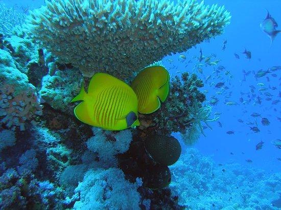 Dima Red Sea