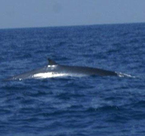 Umbrella Whale Watching