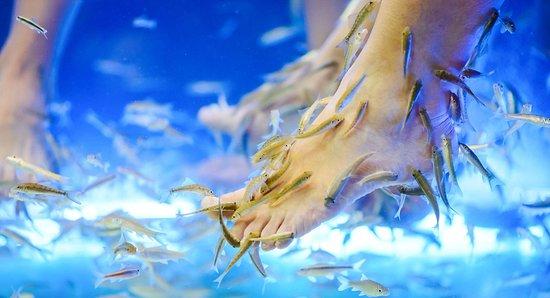 Dr. Fish Spa Novalja
