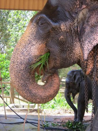 Ceylontusker