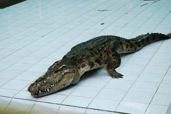 die Samui Crocodile Farm