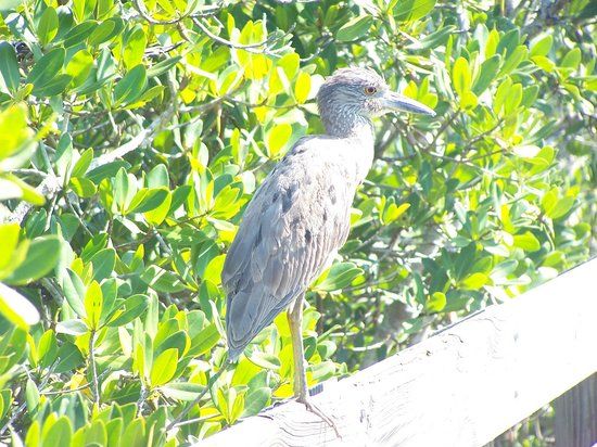 Town Square Nature Park