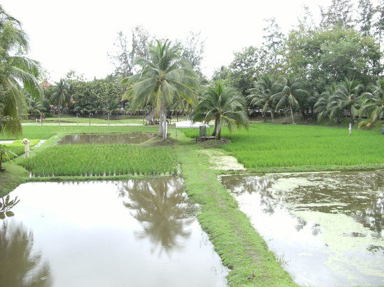 Rice Garden Museum