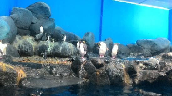 Aquarium Underwater World Langkawi