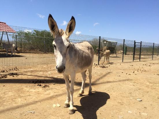 Bonaire Donkey Sanctuary