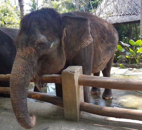 Lombok Elefantenpark