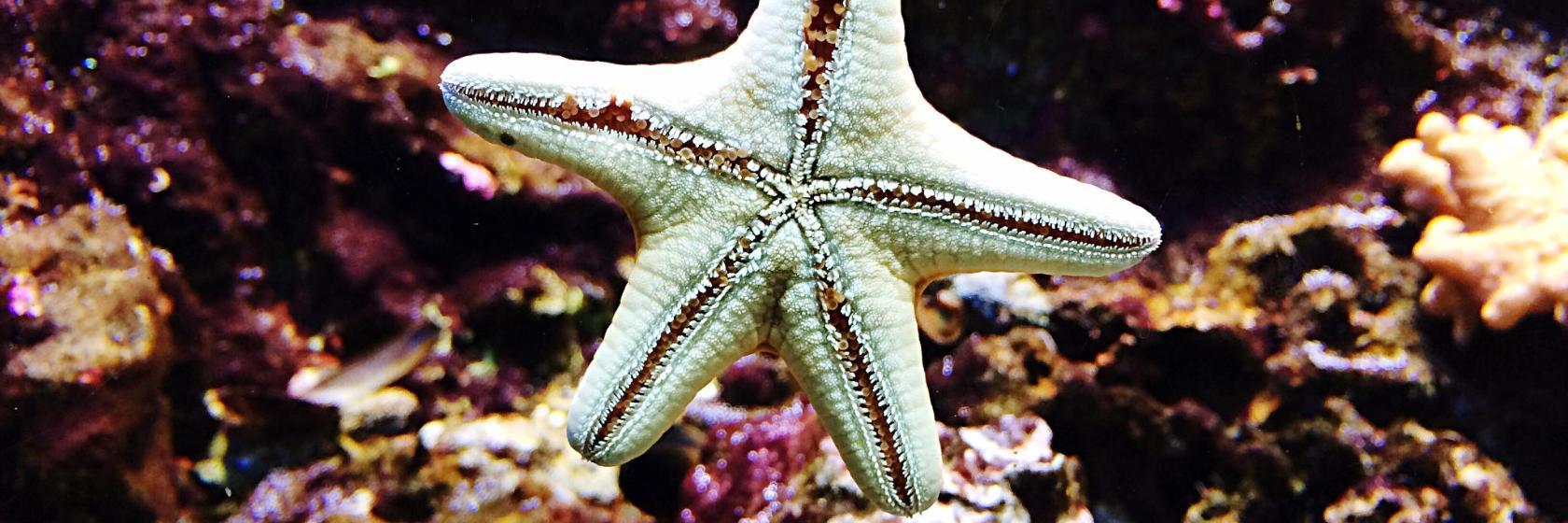 Acquarium von Cattolica