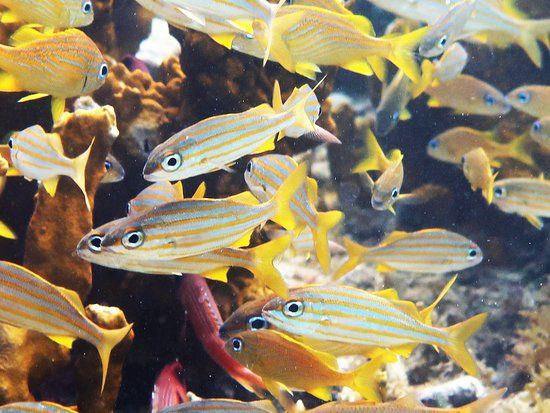Aquarium of Guadeloupe